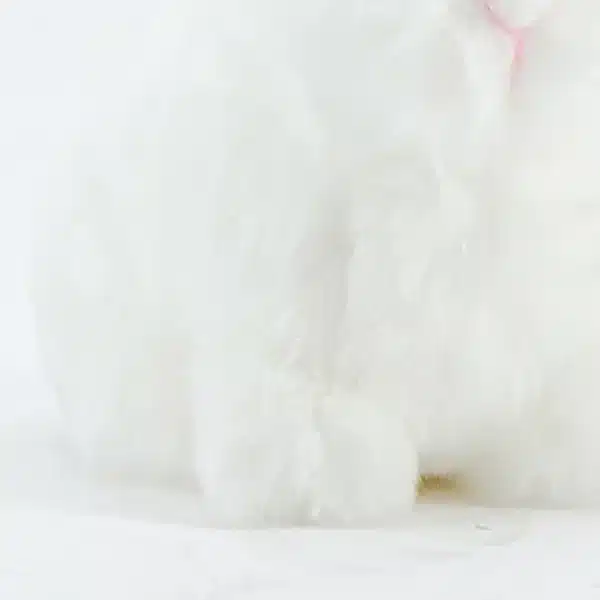 Ma peluche Leon Lapin