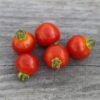 Kit Potager Tomates