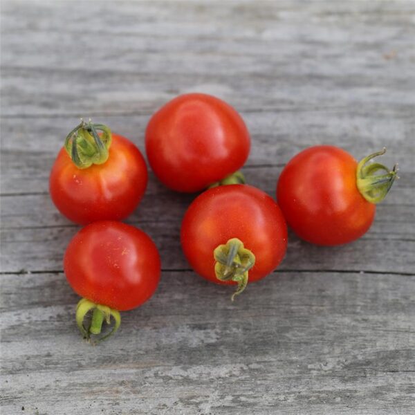 Kit Potager Tomates