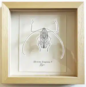 Mes Coloriages Pop Up - Coléoptères