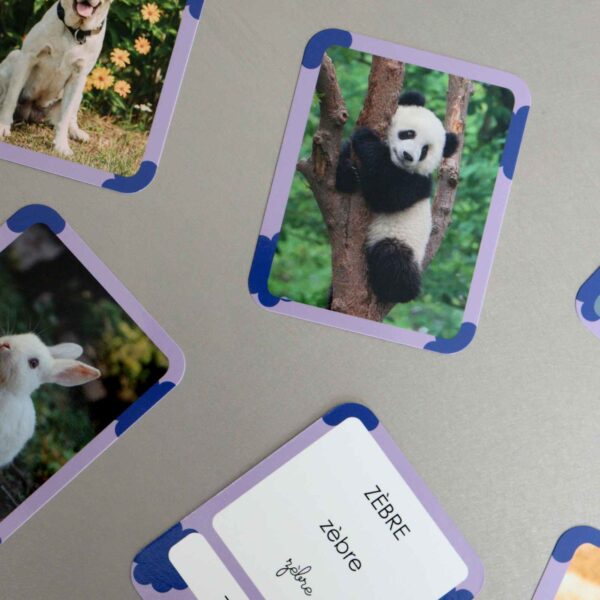 Observe Edition - Cartes Flash